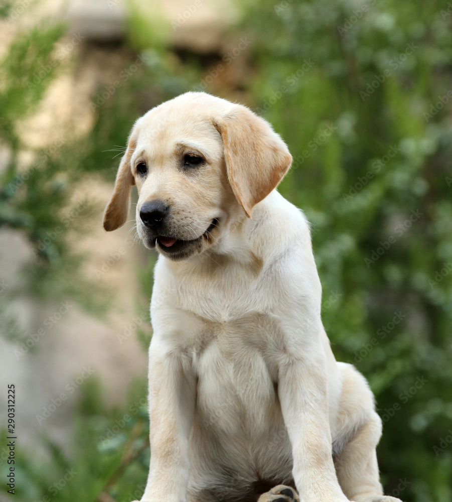 nice labrador puppy portrait nice labrador puppy portrait