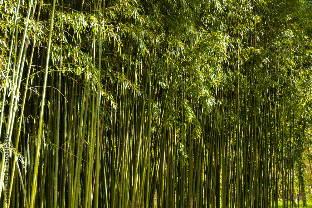 Bamboo forest in the mining town of El Pobal, in Biscay Bamboo forest in the mining town of El Pobal, in Biscay
