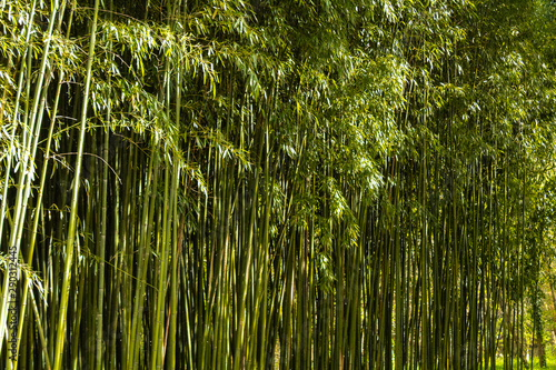 Bamboo forest in the mining town of El Pobal  in Biscay