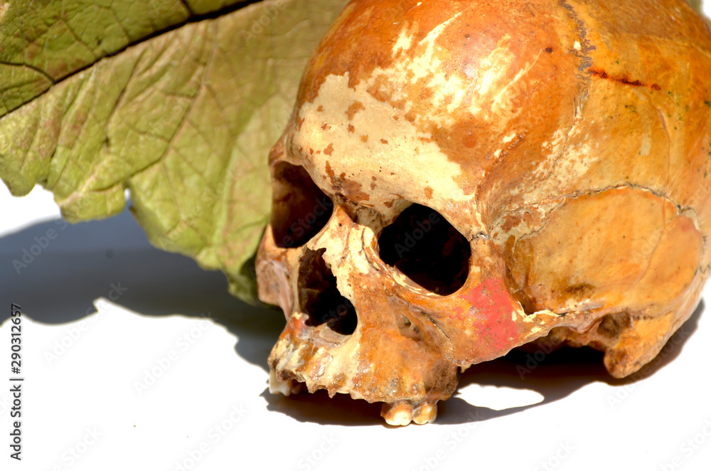 Close-up human skull isolated on white background,photo