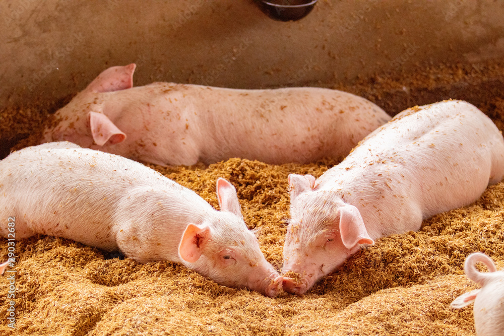 Two pigs sleep on the golden husk. In an organic farm Two pigs sleep on the golden husk. In an organic farm