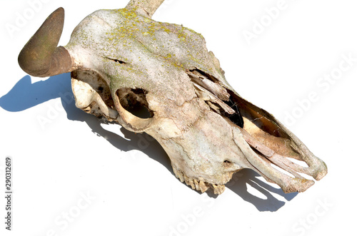 Close-up cow skull isolated on white background,paleontology photo