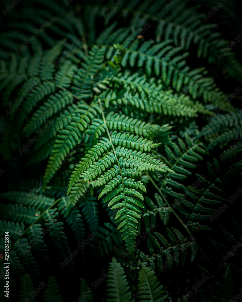 green ferns in forest