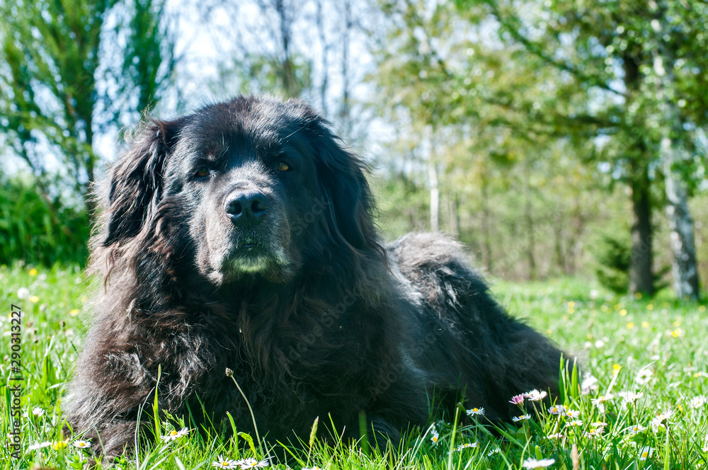 Female black Newfoundland dog lying on green grass meadow closeup in clear sunny day Female black Newfoundland dog lying on green grass meadow closeup in clear sunny day