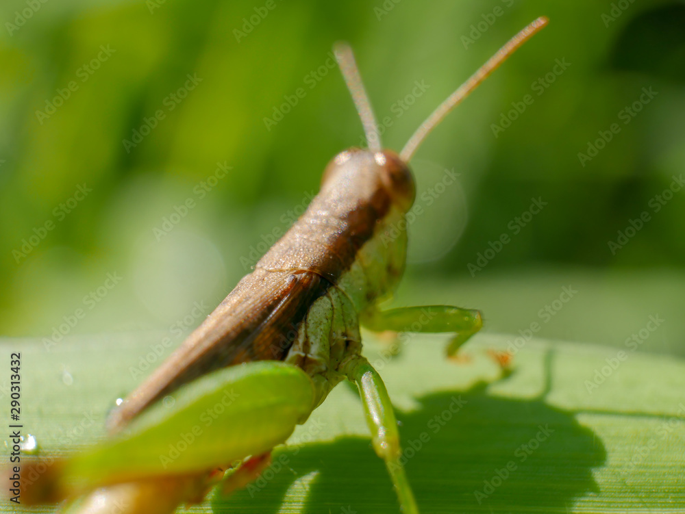 Fototapeta premium Insects in rice fields
