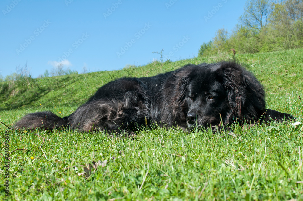 Female black Newfoundland dog lying on green grass meadow closeup in clear sunny day Female black Newfoundland dog lying on green grass meadow closeup in clear sunny day