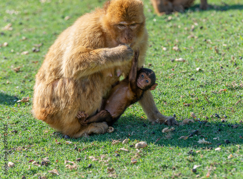 gibraltra monkey with her baby photo