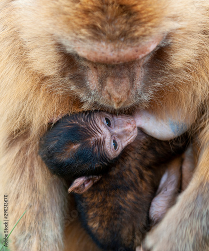 Gibraltar monkey baby sucking off her mother's tit photo