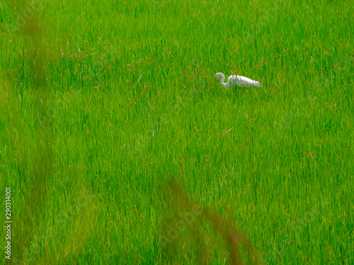 The birds eat the fish in the rice field.