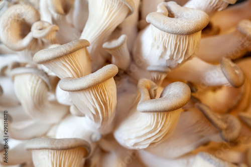 Young oyster mushrooms during breeding