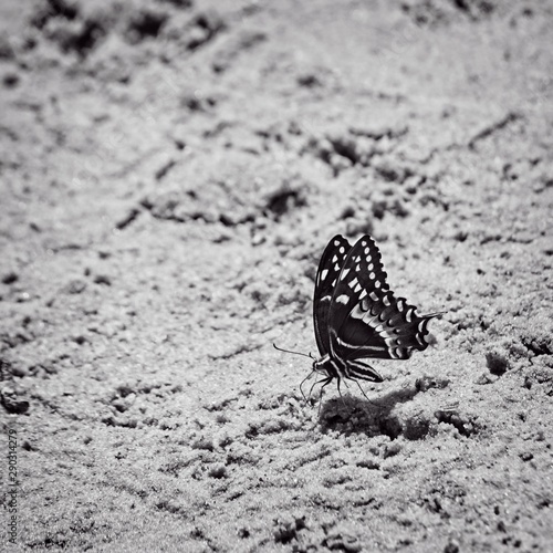 Butterfly on a Sand Bank B&W