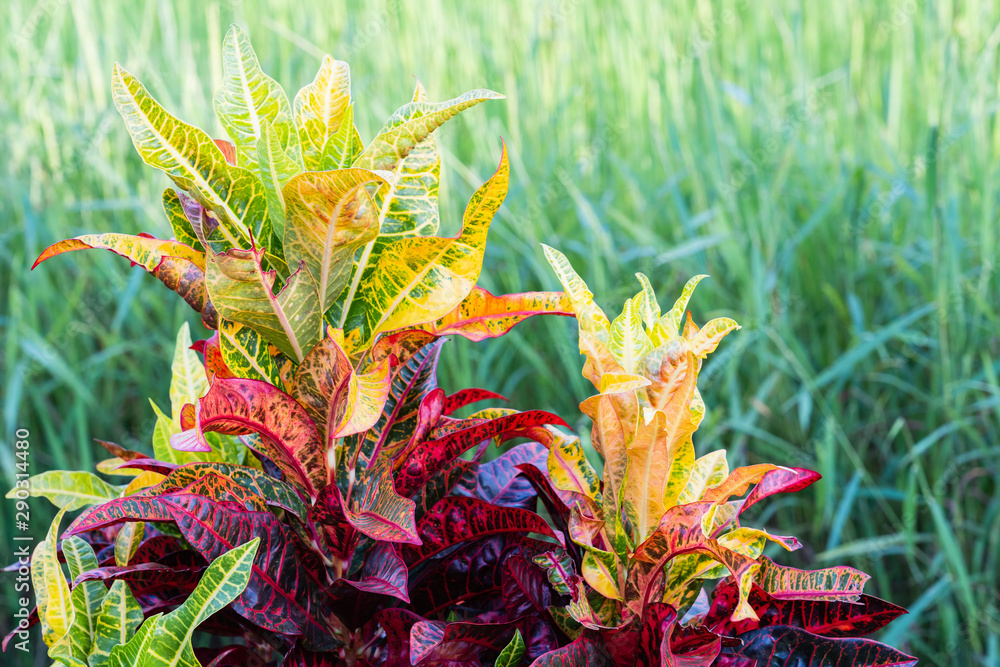 Obraz premium croton leaves fence on green fields background