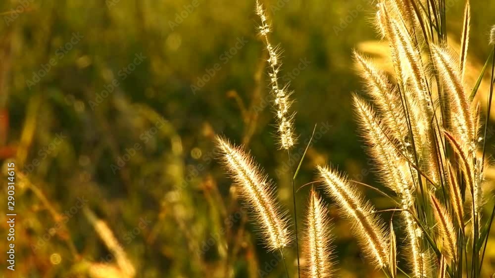 Thai grass flower Movements in the wind at sunset time - video HD Thai grass flower Movements in the wind at sunset time - video HD