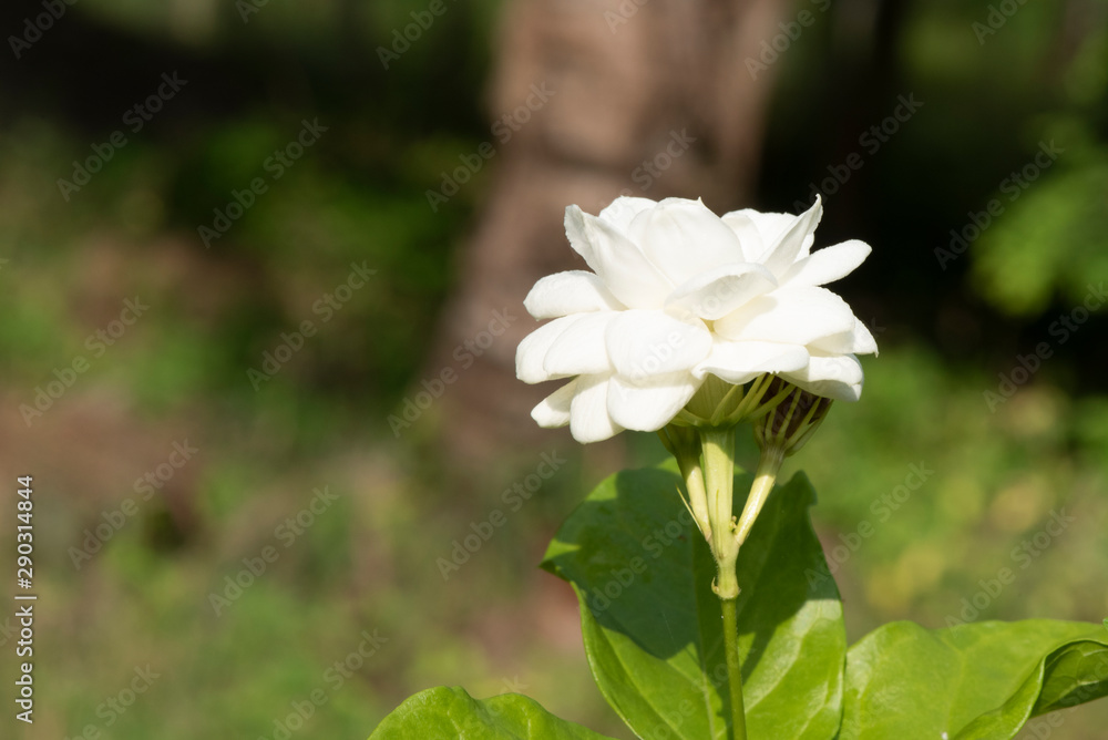Fototapeta premium flowers picture close up of jasminein a garden.