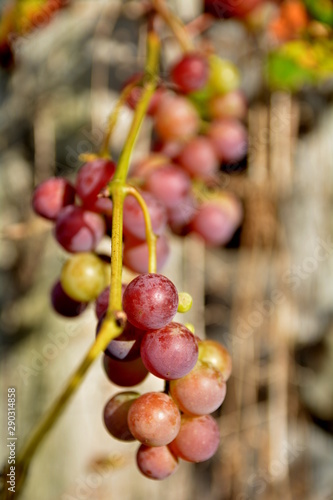 owoce winogrona
