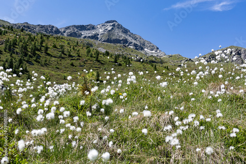 Blühendes Wollgras vor dem Mossstock