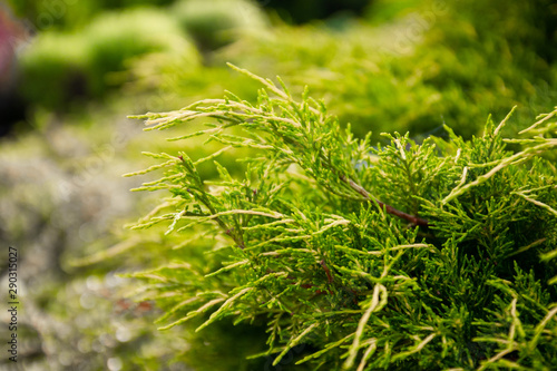 Closeup of beautiful green thuja trees christmas leaves on green background. A sprig of thuja, a thuja western is an evergreen coniferous tree.