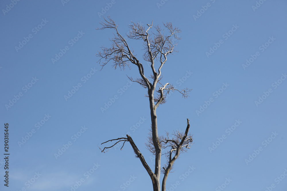 Tree without leaves against a blue background Tree without leaves against a blue background