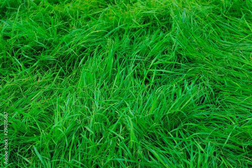 Blurred image of green grass background. Cropped shot of green meadow. Abstract nature background, close up.