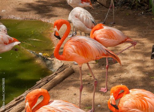 Pink flamingos family