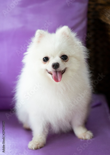 little dog pomeranian. lovely puppy at home. animal concept.