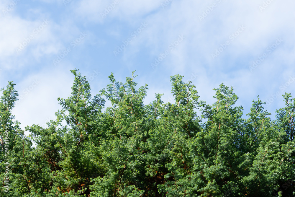 Green pine leaves on the blue sky Green pine leaves on the blue sky