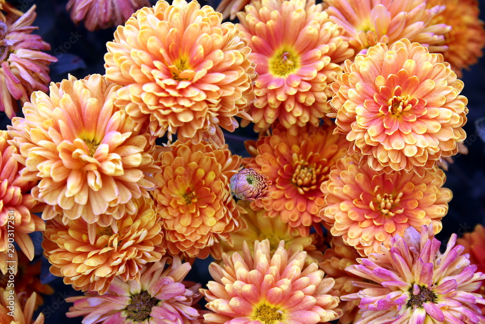 texture bouquet of freshly picked orange chrysanthemum