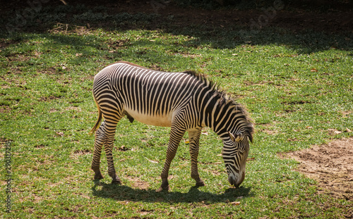 Lonely zebra