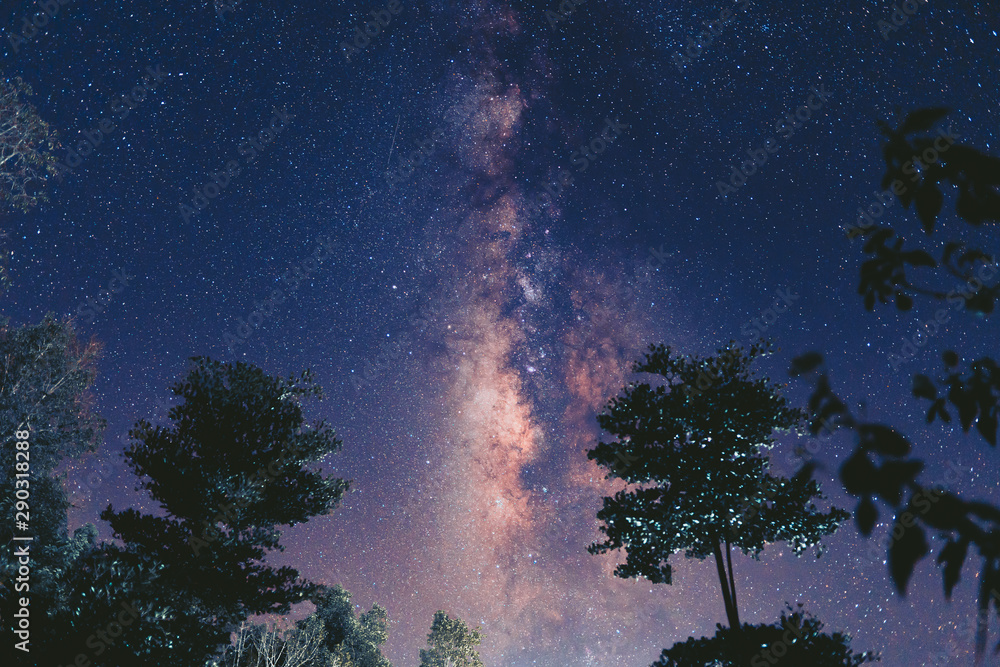 Milky way sky At night in the forest Milky way sky At night in the forest