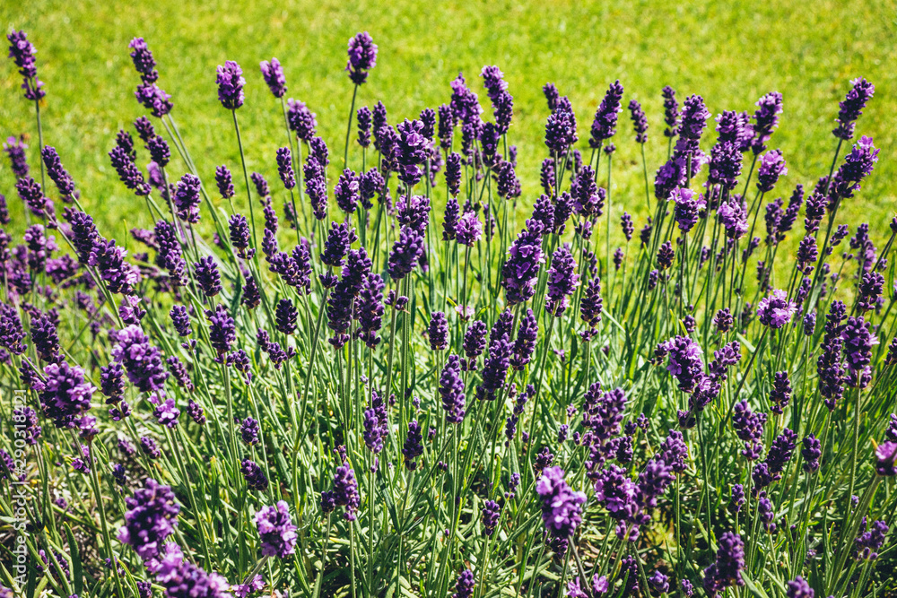 Naklejka premium Purple Pods