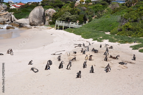 Penguins on beach © hanjosan