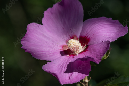 Close up on the Pollen of a Hibiscus flower