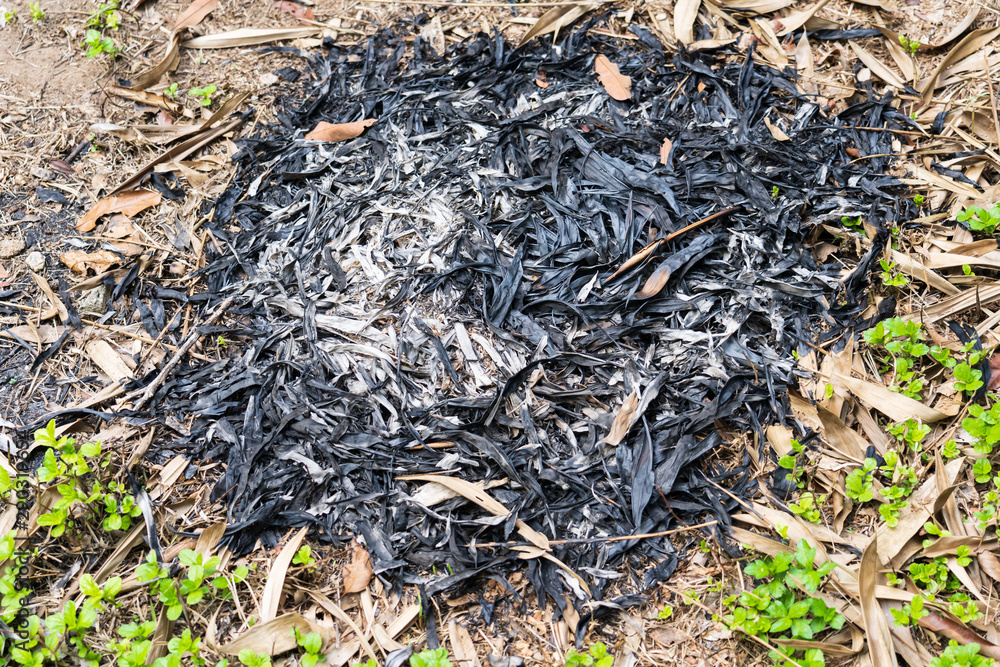 Traces of burning leaves on the ground Traces of burning leaves on the ground