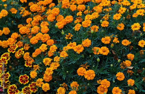 Brightly orange marigolds on a flowerbed in a village.