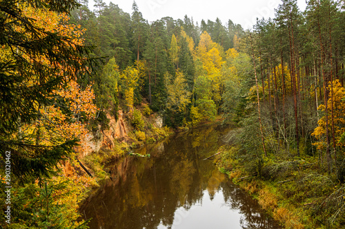 Colourful autumn morning scenery with river Salaca with trees and steep coast in Latvia