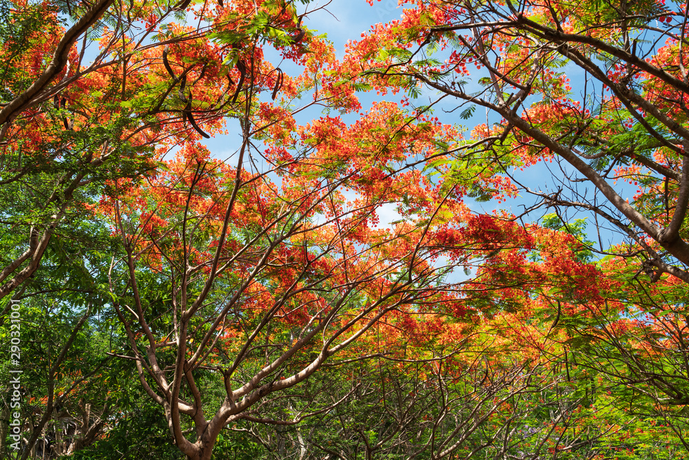 The Flame Tree or Royal Poinciana on the blue sky The Flame Tree or Royal Poinciana on the blue sky