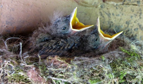 Hungry baby birds in nest