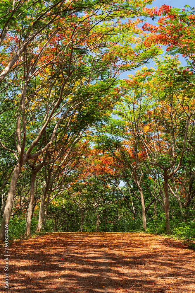 Naklejka premium The Flame Tree or Royal Poinciana tunnel