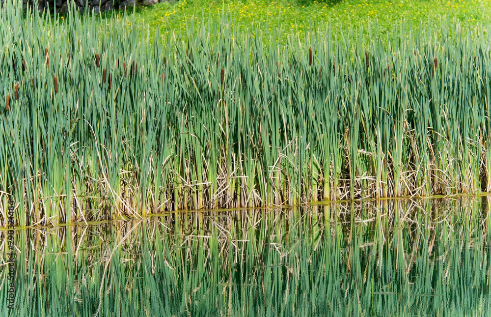 Schilf am See Schilf am See