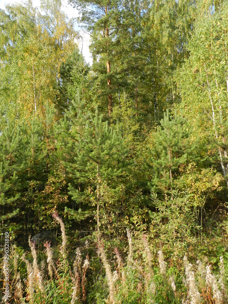 Fototapeta premium Ural autumn