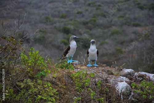 Blue-footed booby at Isla de la Plata (ID: 290321819)