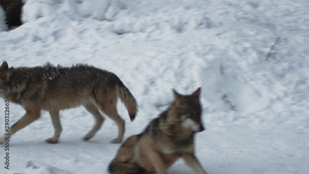 Gray wolves (Canis lupus;Linne, 1821) after lunch in a forest with snow-covered soil, in winter.slow motion, HD Gray wolves (Canis lupus;Linne, 1821) after lunch in a forest with snow-covered soil, in winter.slow motion, HD