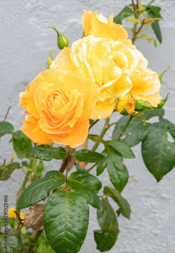 Yellow roses on the white wall background