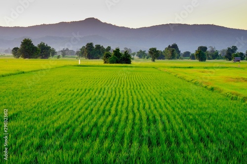 rural landscape with green rice field and blue sky background of countryside in thailand