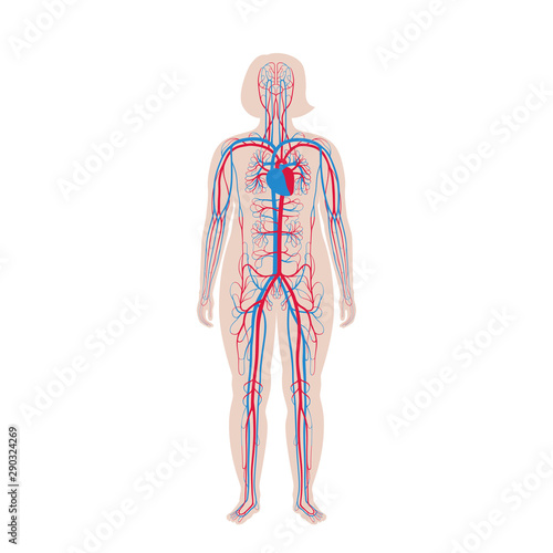 circulatory system anatomy