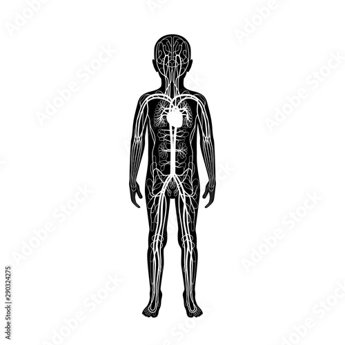 circulatory system anatomy