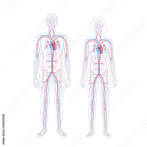 circulatory system anatomy