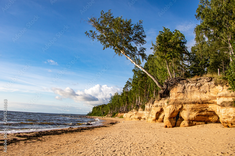 Rocky beach with a strange birch in Latvia, Vidzeme. Rocky beach with a strange birch in Latvia, Vidzeme.