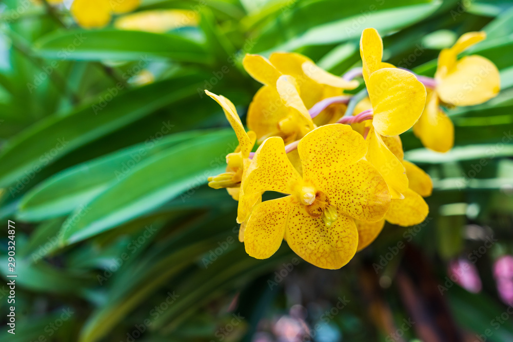 Beautiful yellow orchid flower and green leaves background in the garden Beautiful yellow orchid flower and green leaves background in the garden