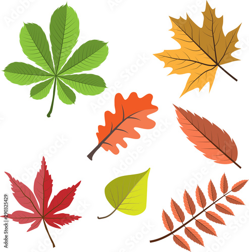 Set of different colorful autumn maple grape oak rowan birch tree chestnut leaves. 